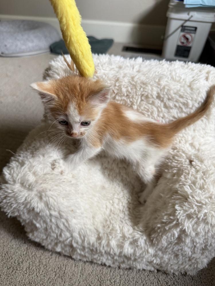 Cheerio, Adoptable, Kitten Male Domestic Short Hair.