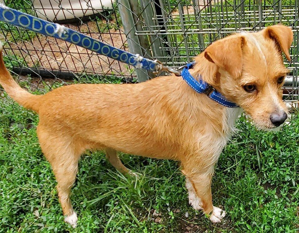 Rascal, a Adopted mixed breed in Waterloo, IN image 1/3