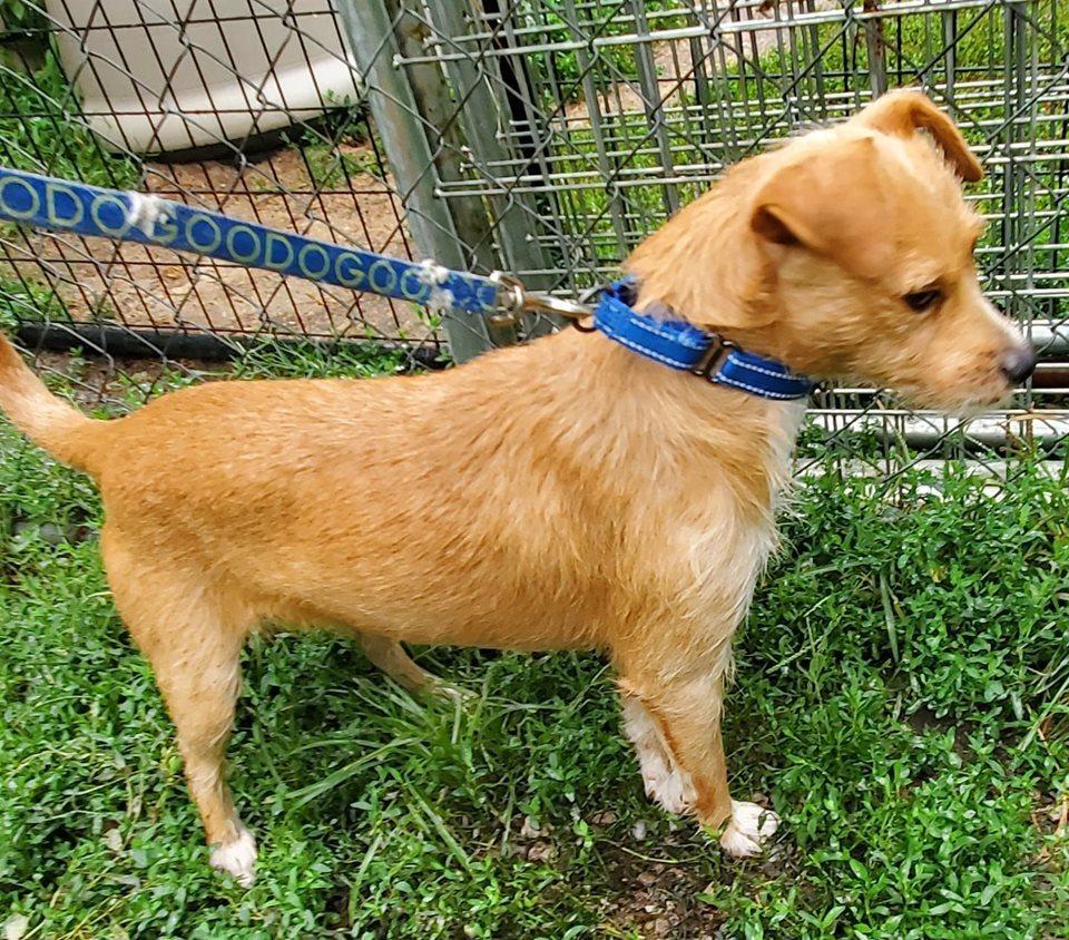 Rascal, a Adopted mixed breed in Waterloo, IN image 2/3