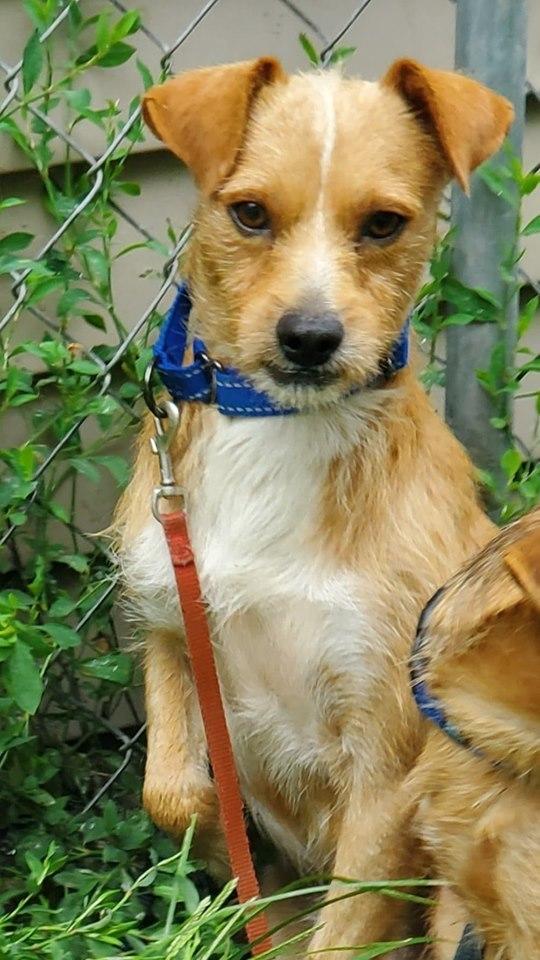 Rascal, a Adopted mixed breed in Waterloo, IN image 3/3