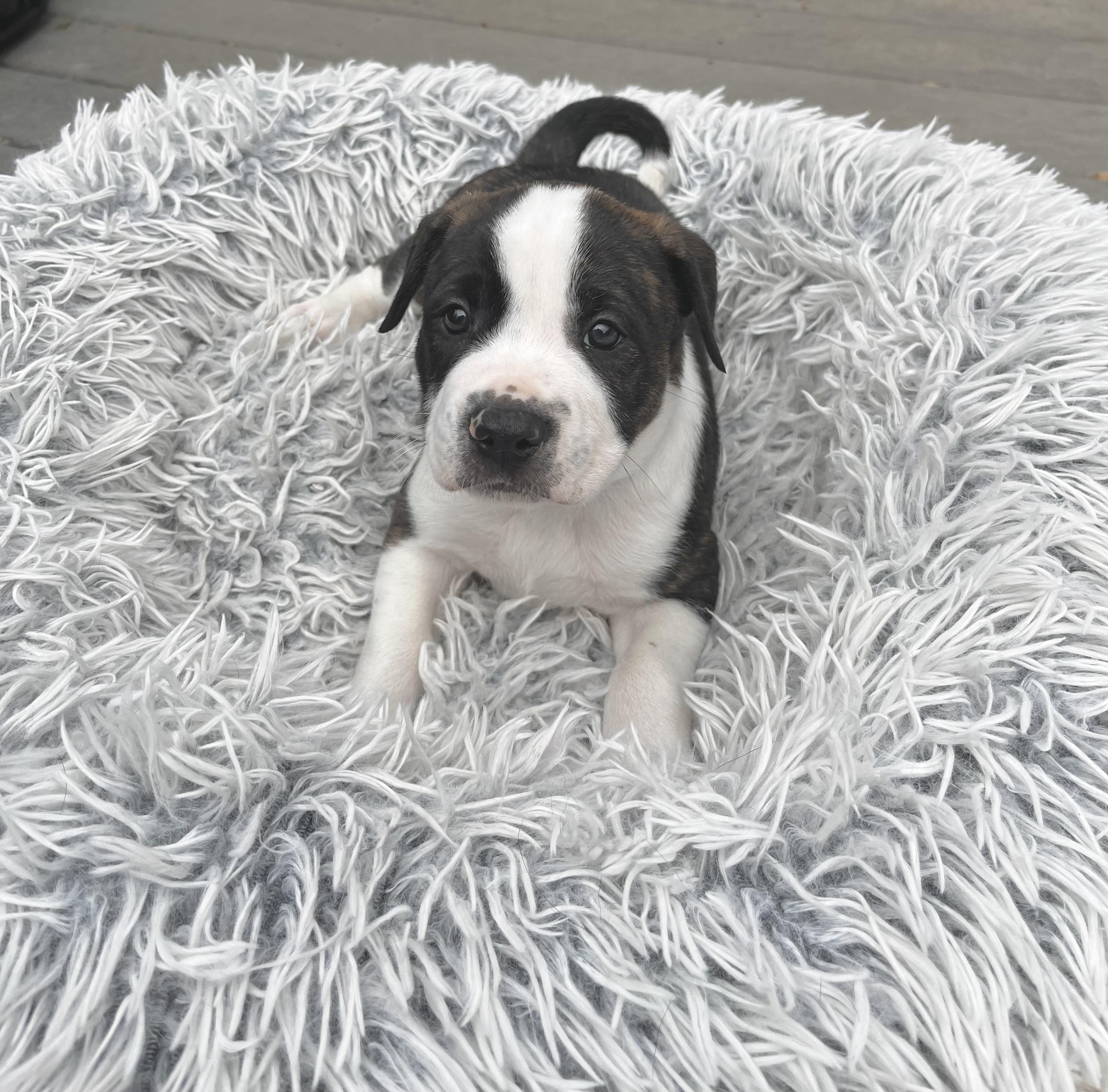 Enlarge Charlie Brown, a Adoptable mixed breed in Huntingtown, MD image 4/6