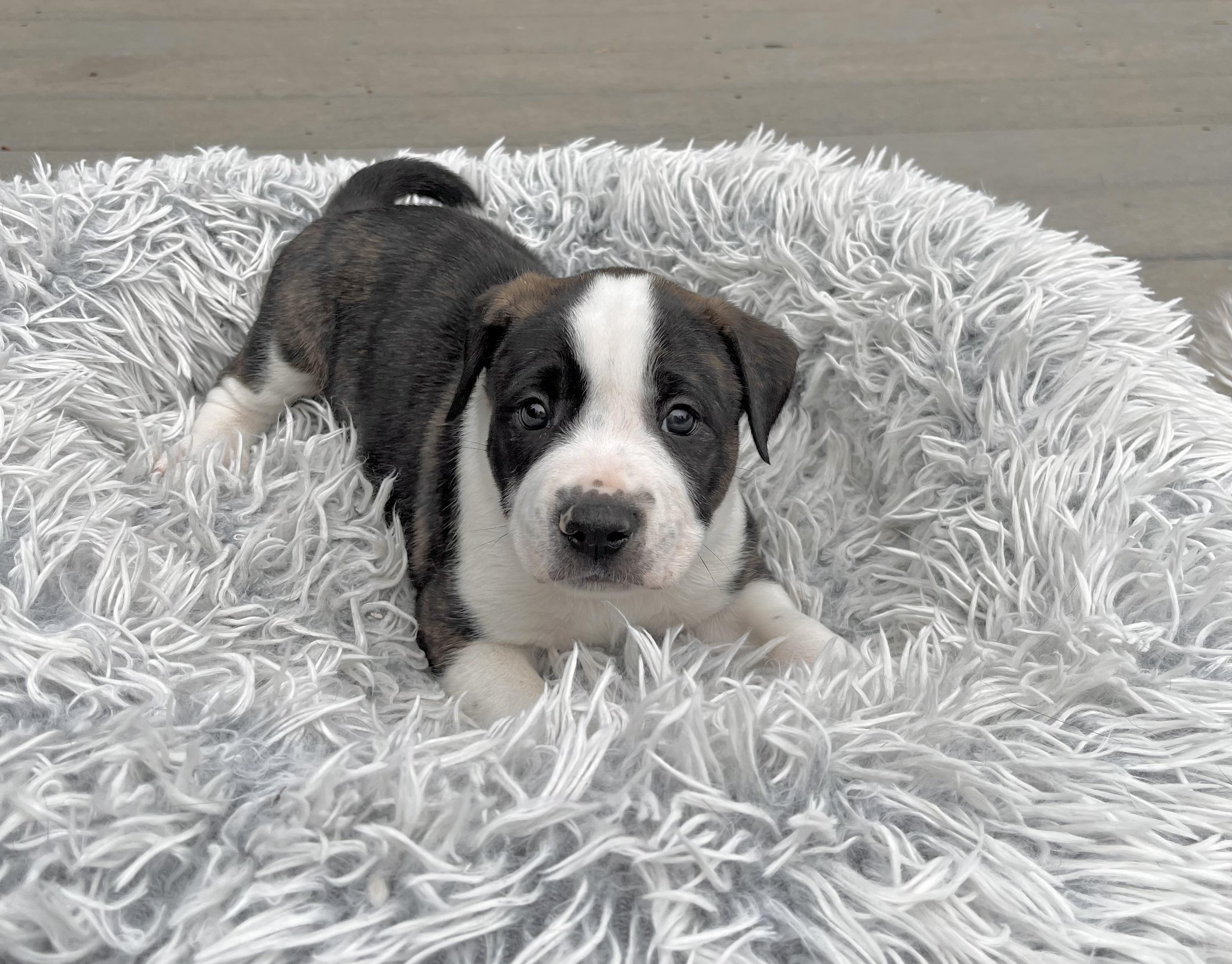 Enlarge Charlie Brown, a Adoptable mixed breed in Huntingtown, MD image 1/6