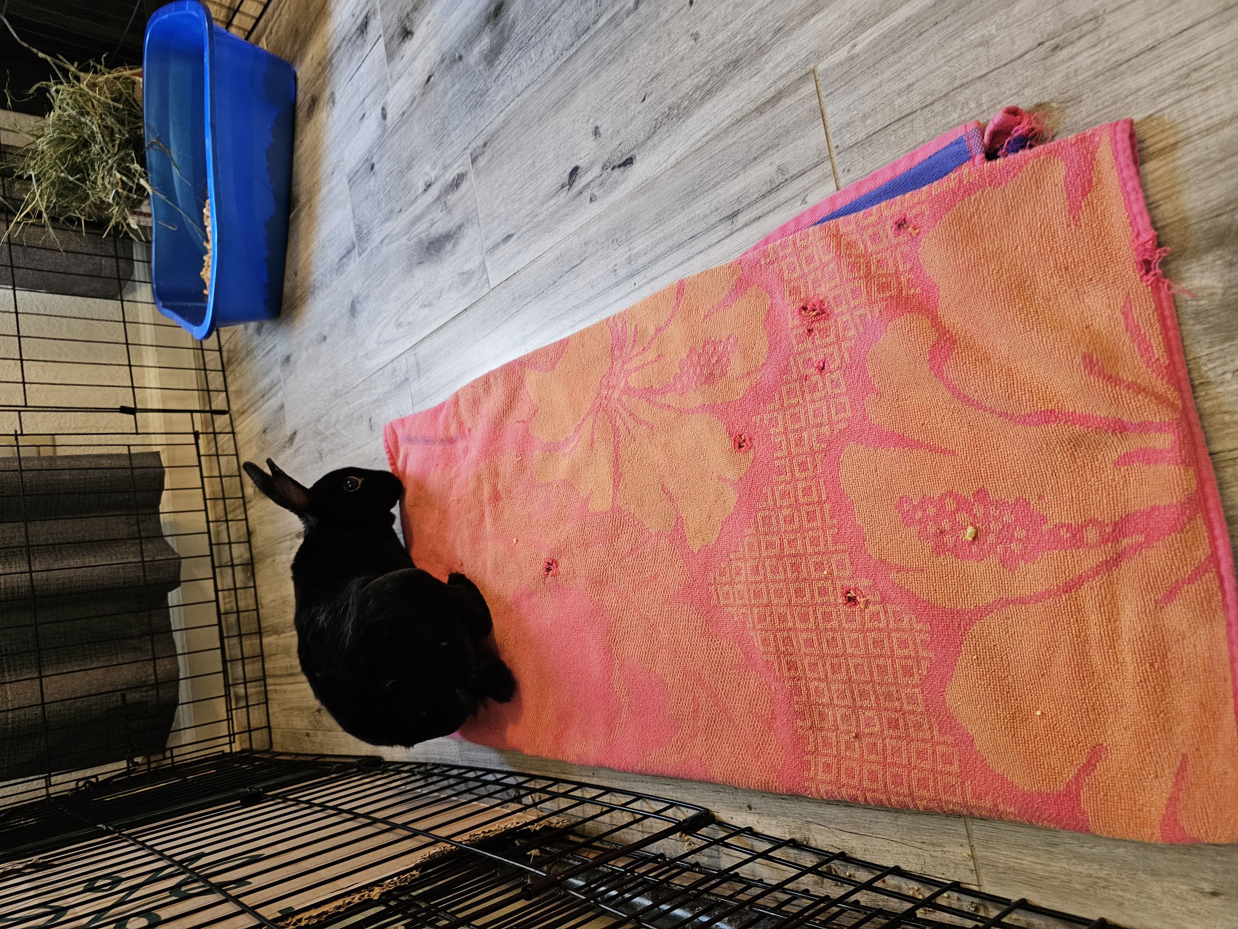 Milo, Adopted, Young Male Rex.