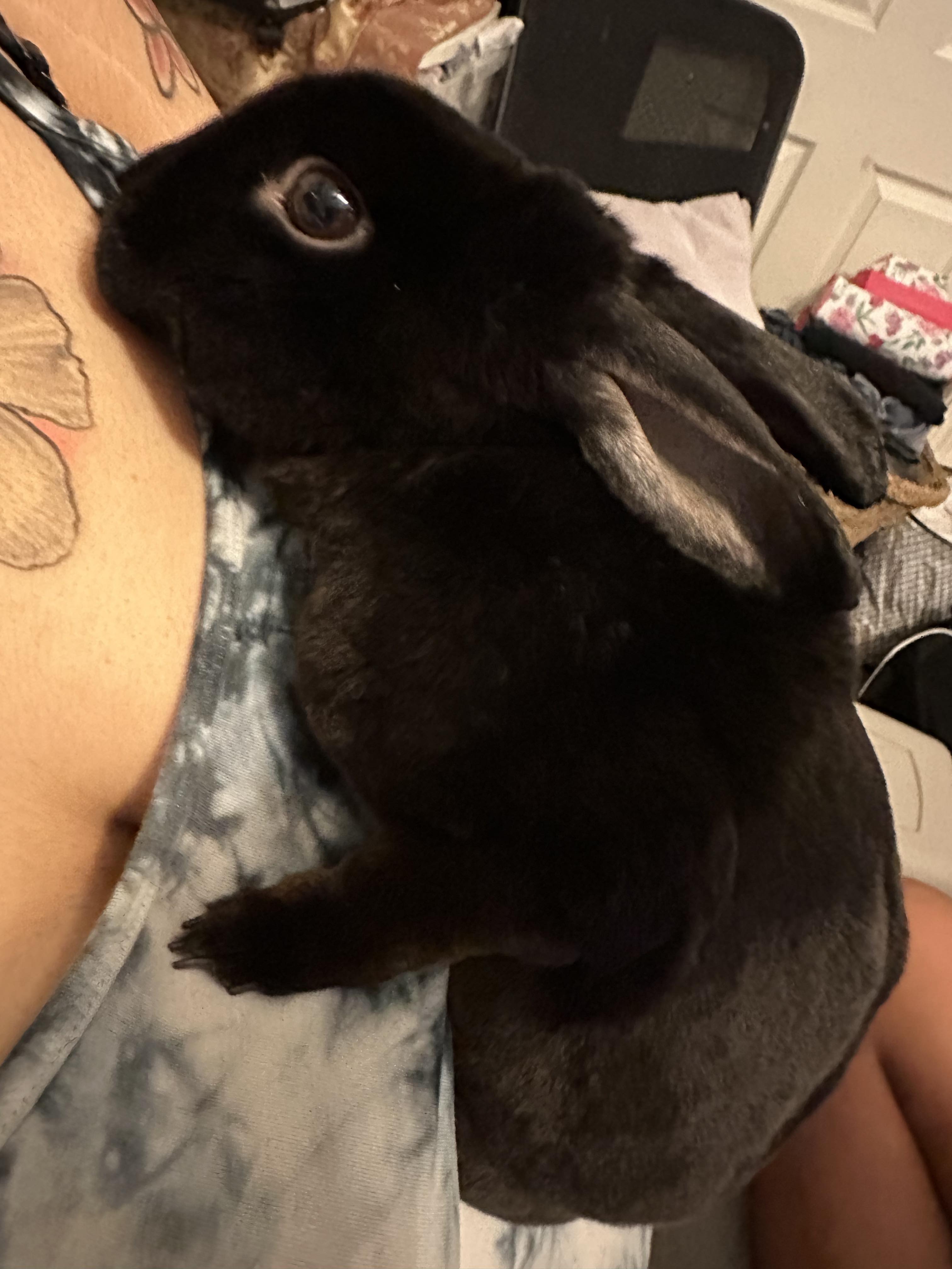 Enlarge Milo, a Adopted Rex in Fair Oaks, CA image 2/3