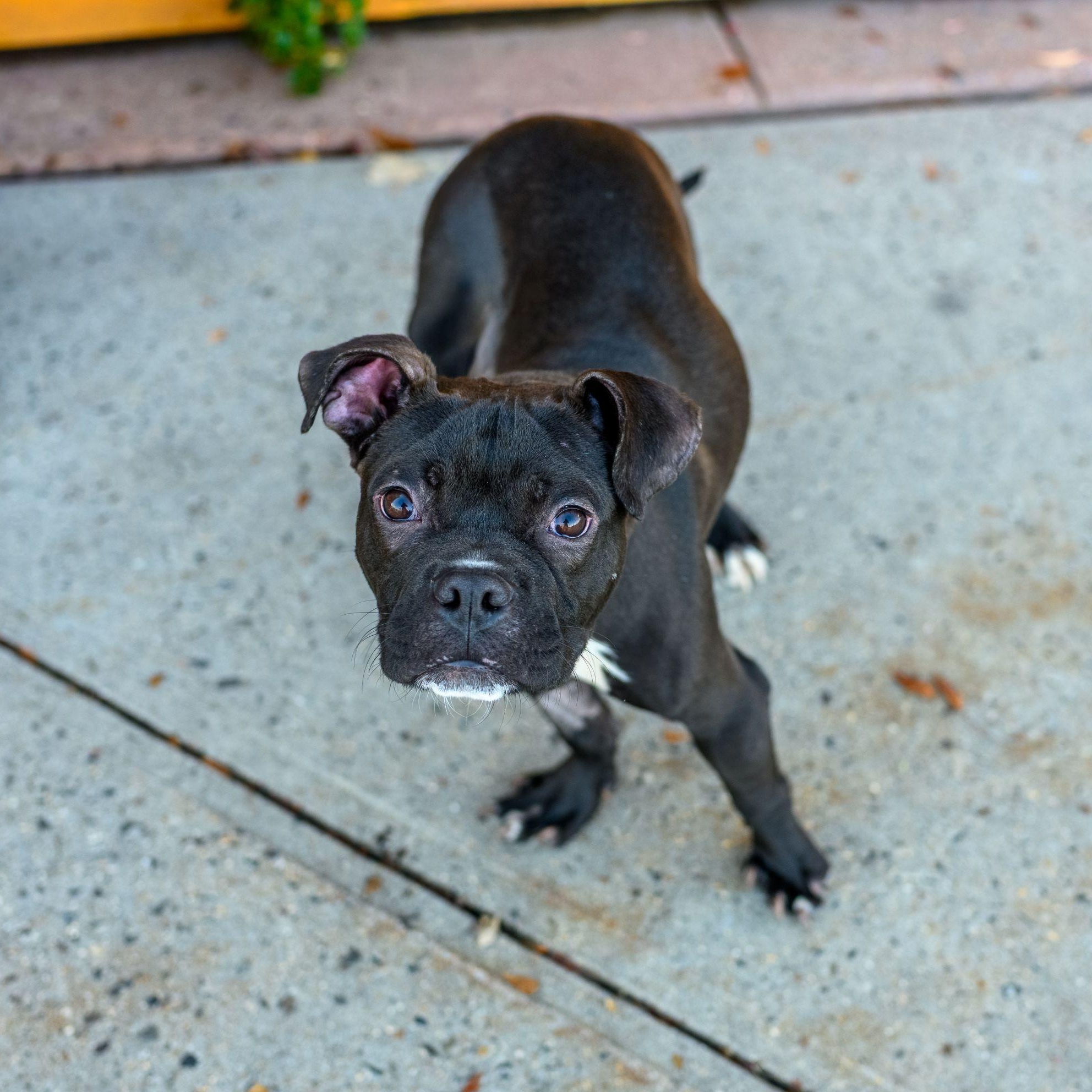 Enlarge LANEY, a Adoptable mixed breed in Hamilton, NJ image 1/6