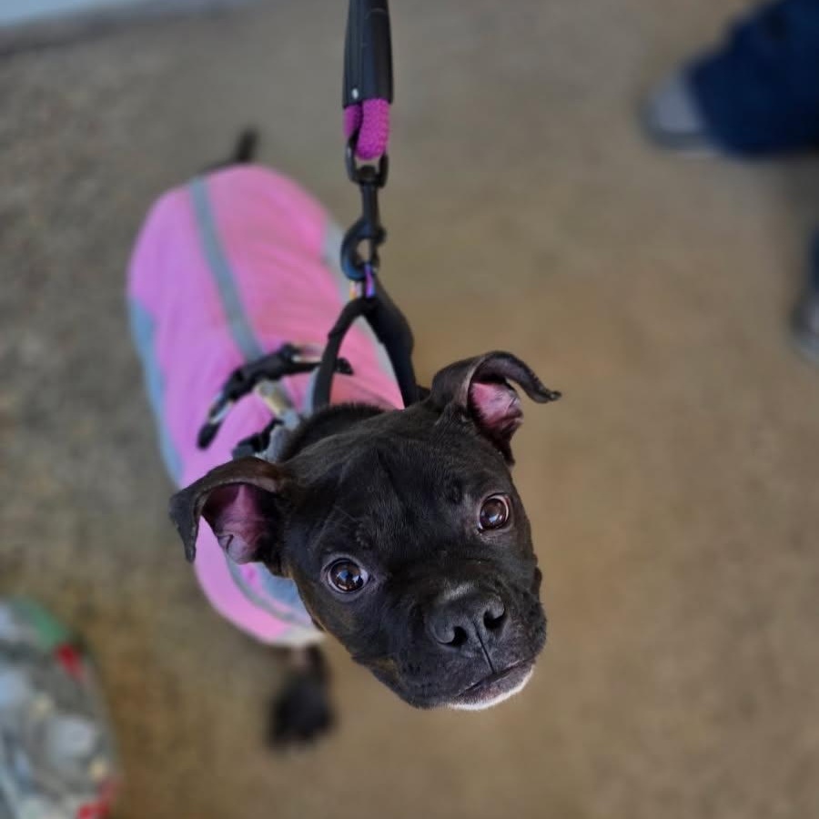 Enlarge LANEY, a Adoptable mixed breed in Hamilton, NJ image 2/6