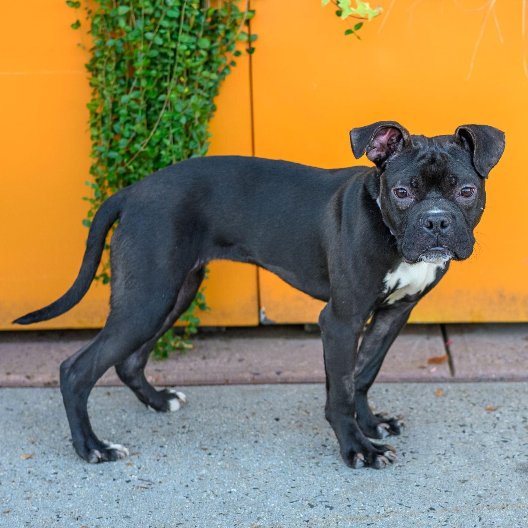 Enlarge LANEY, a Adoptable mixed breed in Hamilton, NJ image 3/6