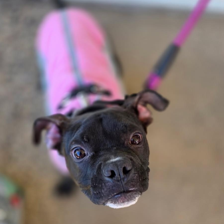 Enlarge LANEY, a Adoptable mixed breed in Hamilton, NJ image 6/6