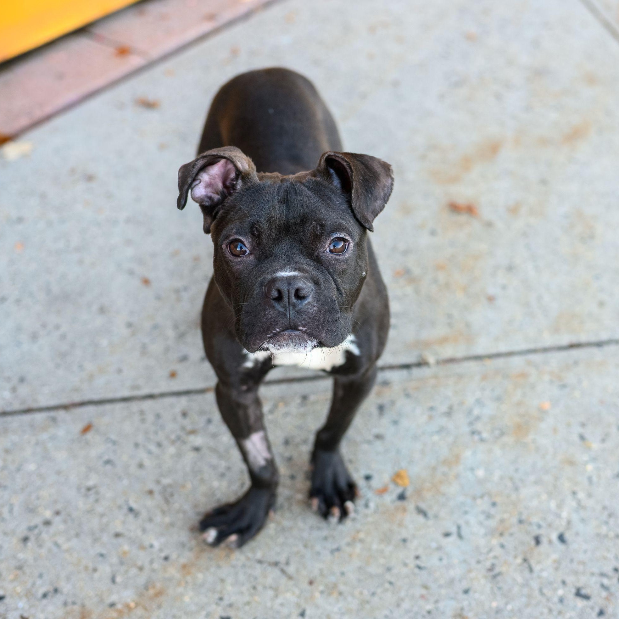 Enlarge LANEY, a Adoptable mixed breed in Hamilton, NJ image 4/6