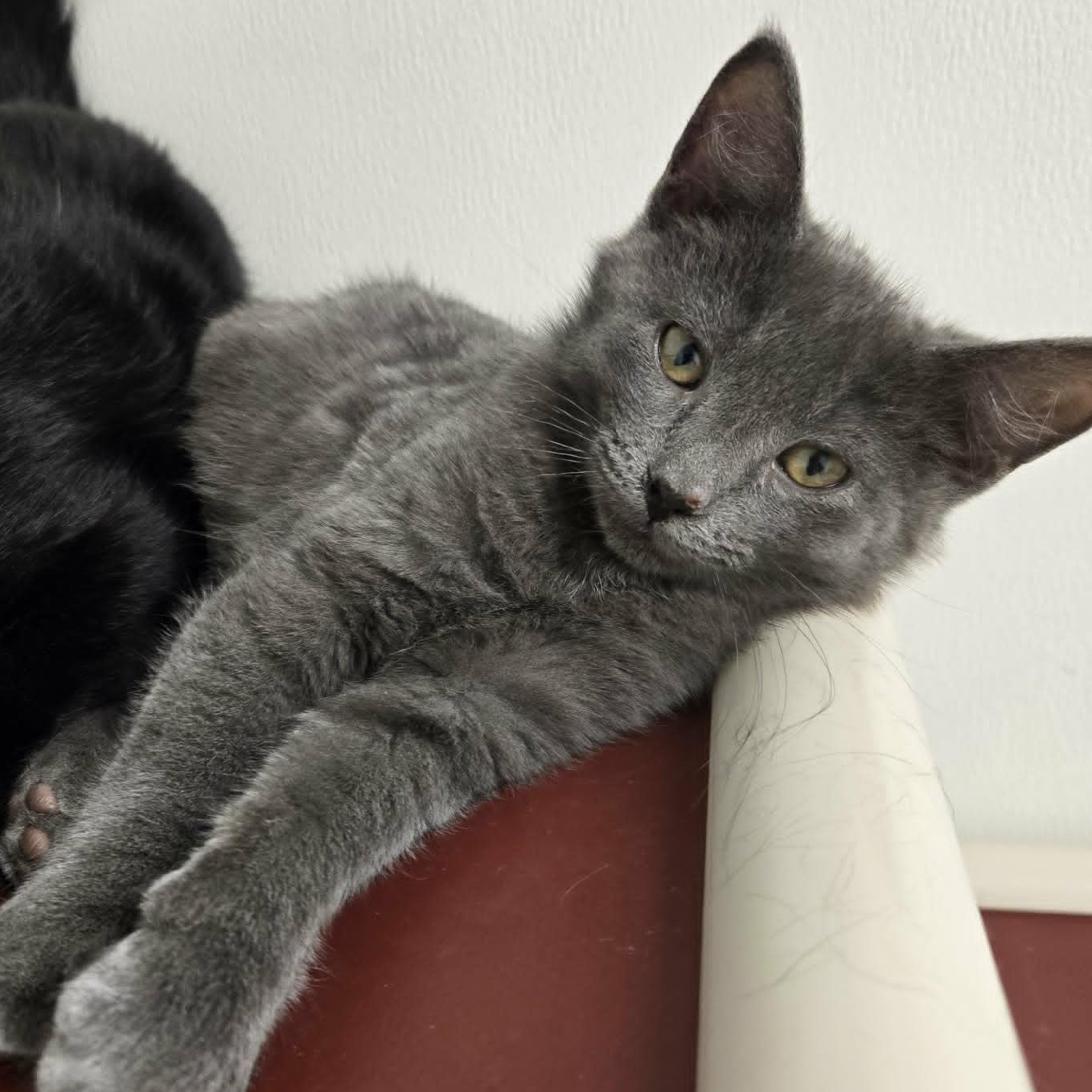 Mr. Green, ADOPTABLE, Kitten Male Domestic Short Hair.