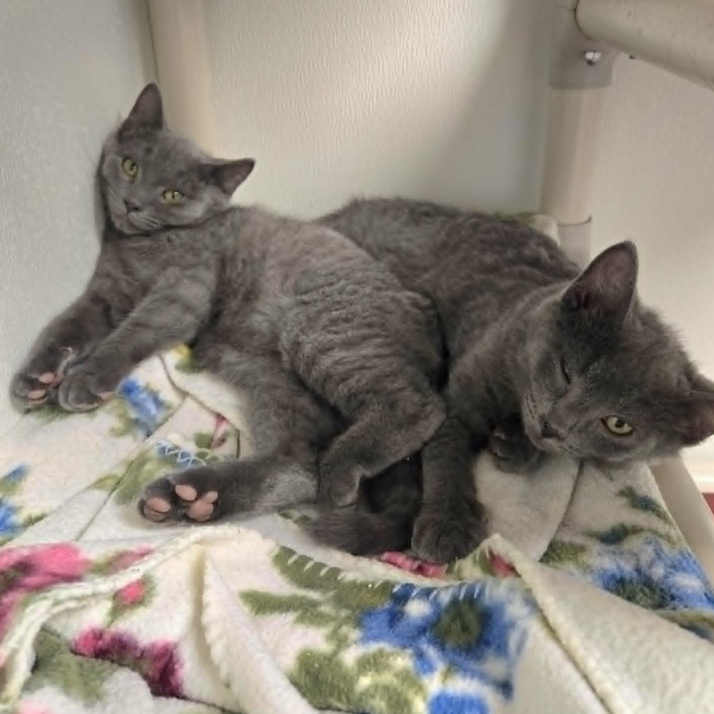 Enlarge Mr. Green, an adopted Domestic Short Hair in Watertown, WI image 2/3