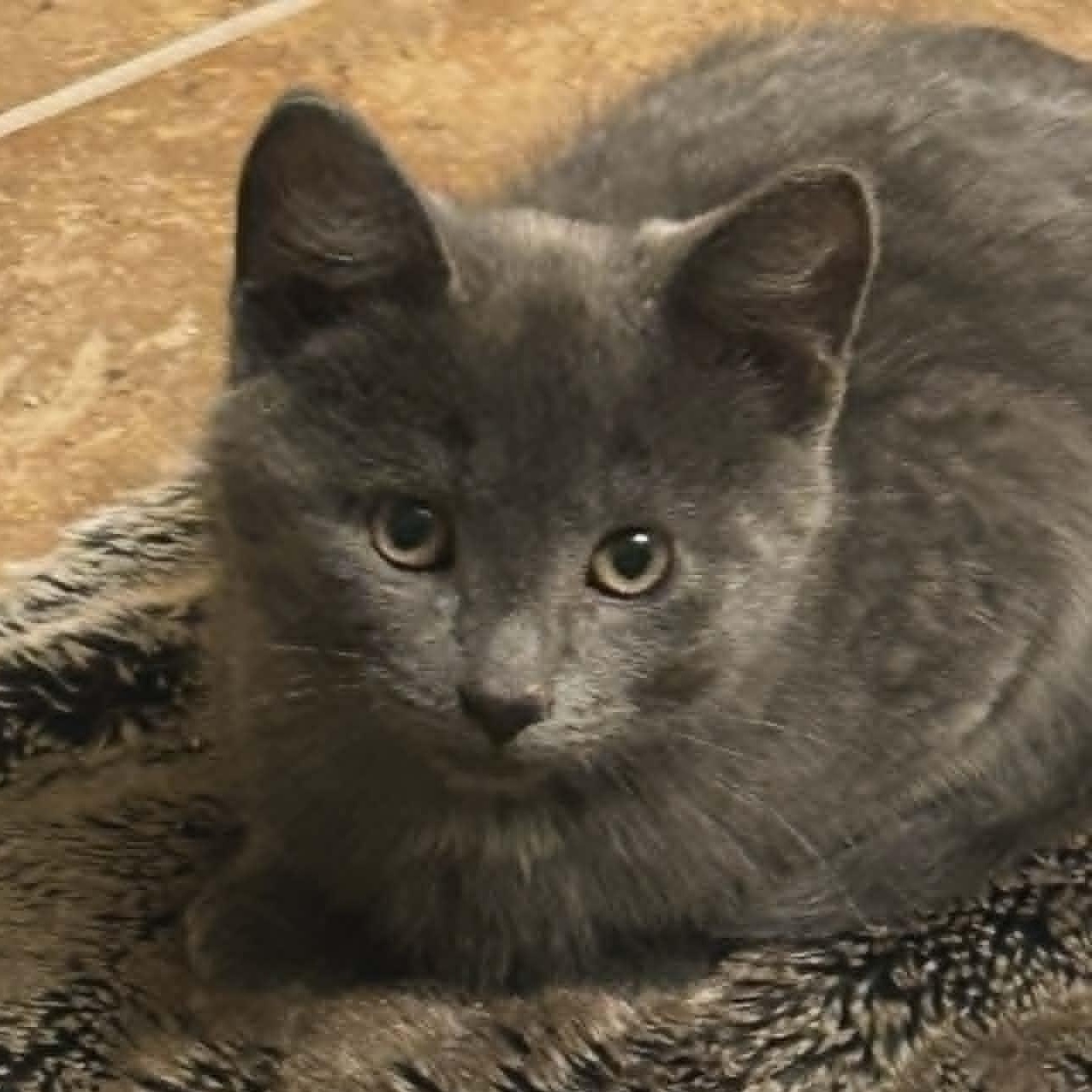 Enlarge Mr. Green, a ADOPTABLE Domestic Short Hair in Watertown, WI image 1/1