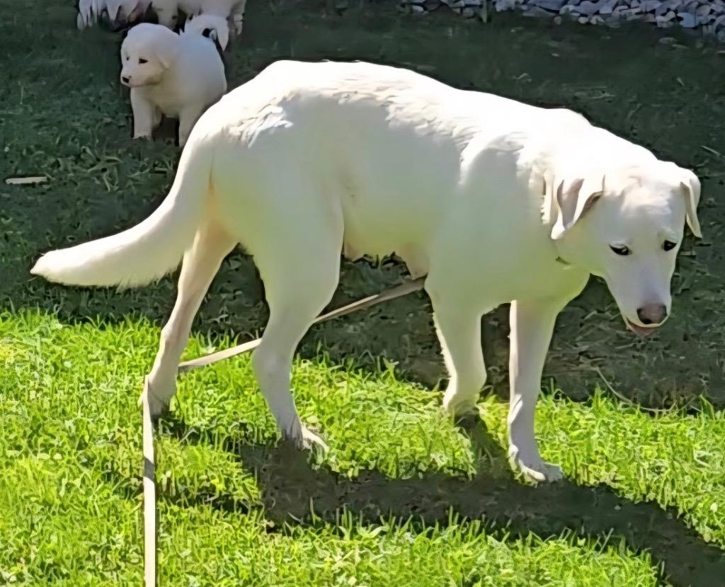 Snowflake, Adoptable, Young Female Labrador Retriever & Great Pyrenees.