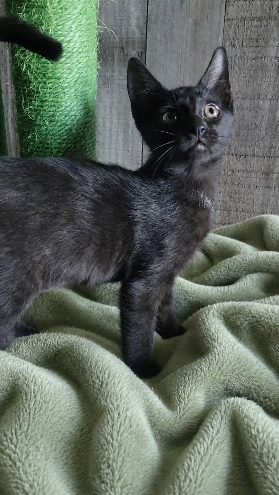 Bristol, a ADOPTABLE Domestic Short Hair in Queen Creek, AZ image 5/5