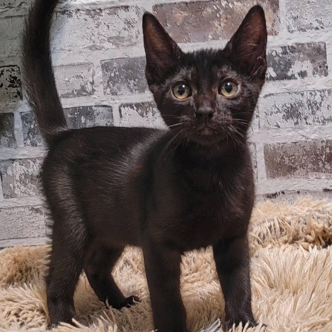 Bristol, ADOPTABLE, Kitten Male Domestic Short Hair.