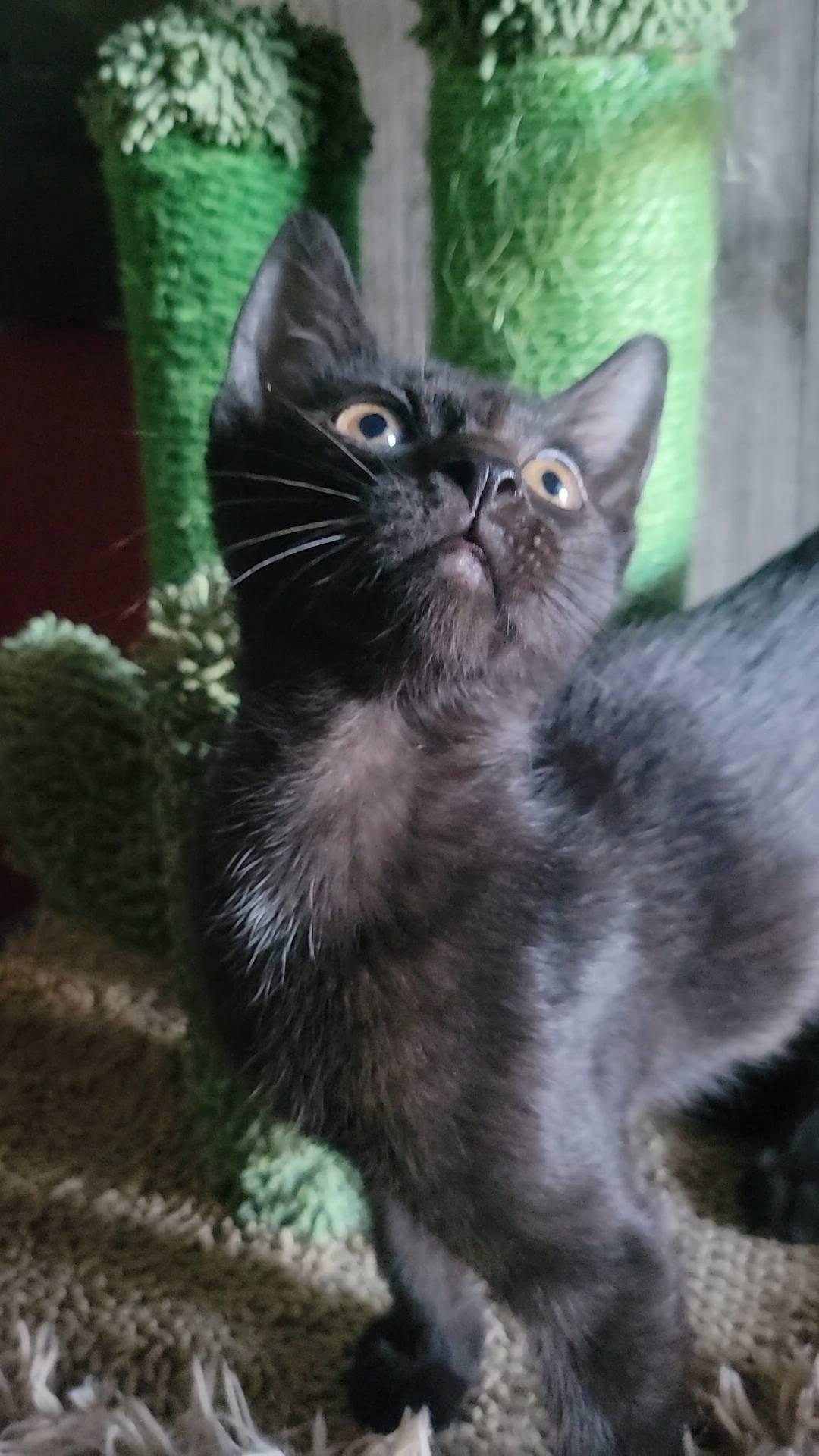 Bristol, a ADOPTABLE Domestic Short Hair in Queen Creek, AZ image 4/5