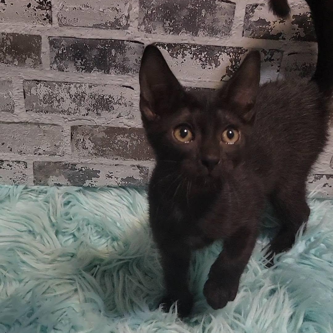 Bristol, a ADOPTABLE Domestic Short Hair in Queen Creek, AZ image 3/5