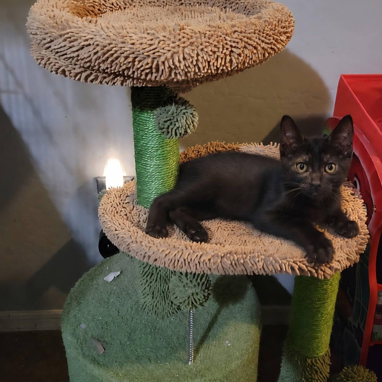 Bristol, a ADOPTABLE Domestic Short Hair in Queen Creek, AZ image 2/5