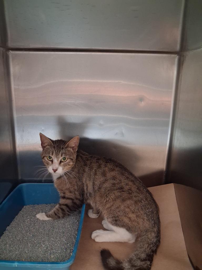 Traffic Jam, Adoptable, Young Male Domestic Long Hair.