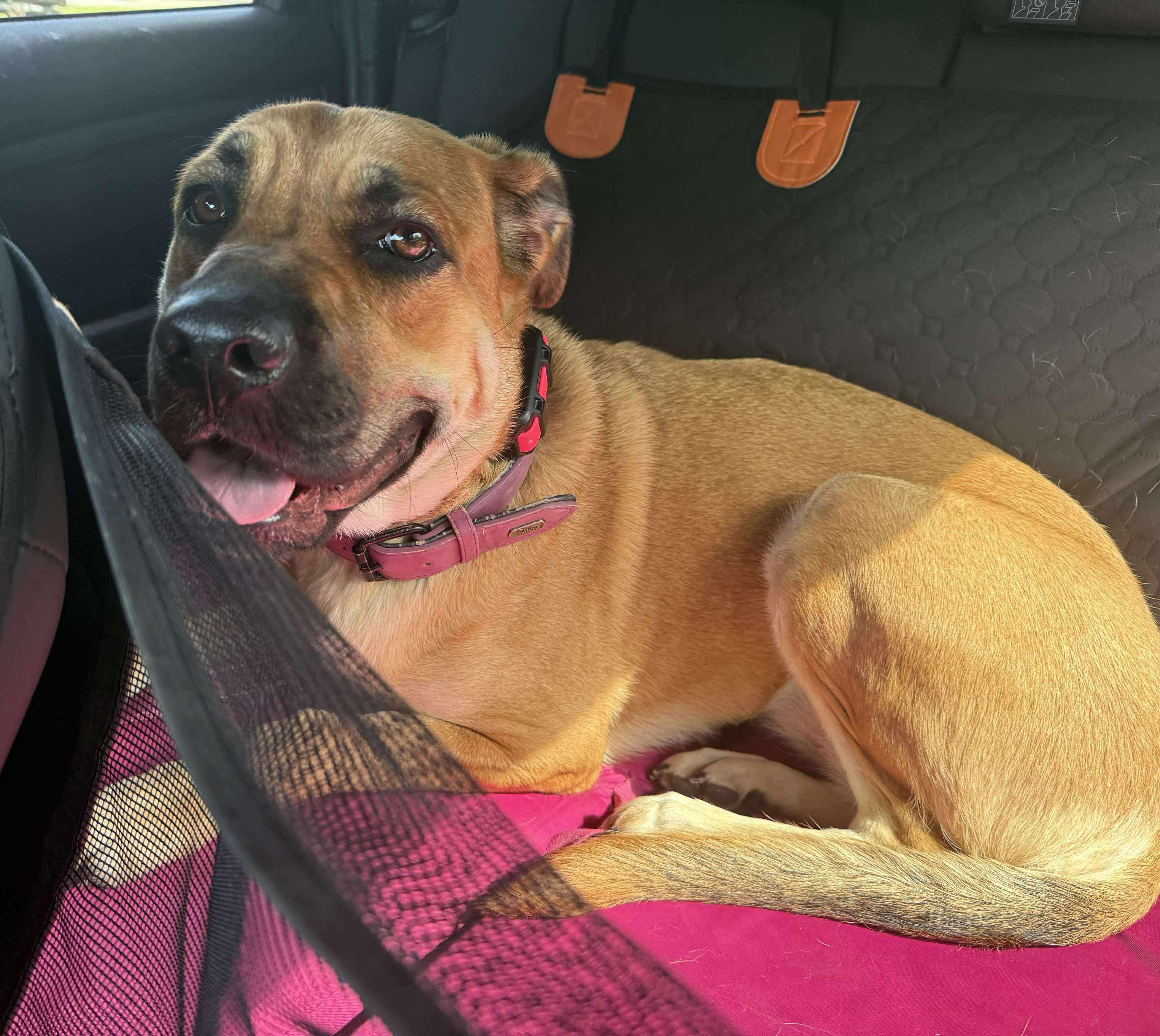 Hida, Adoptable, Adult Female Mastiff.