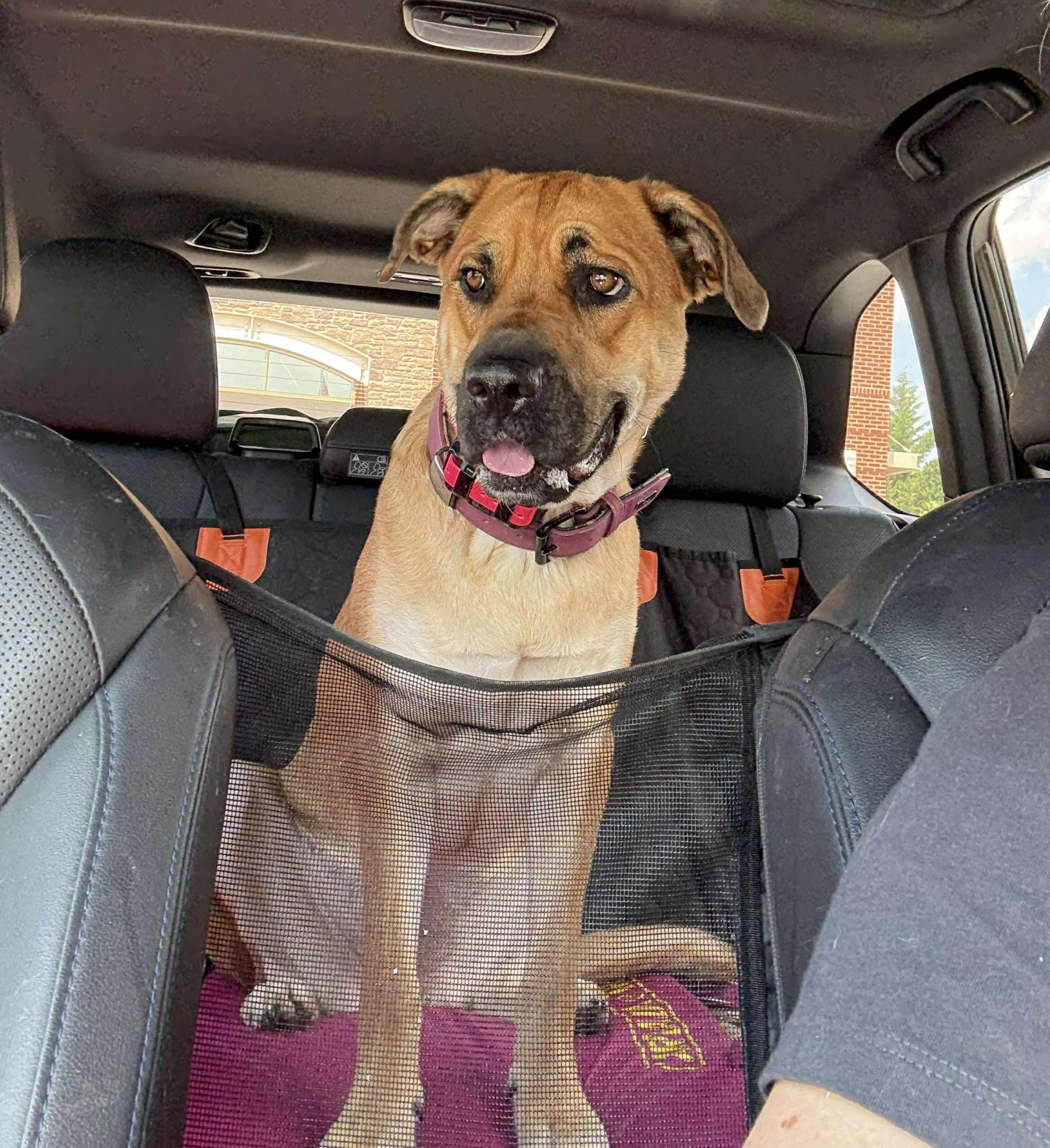 Enlarge Hida, a Adoptable mixed breed in Leesburg, VA image 2/4