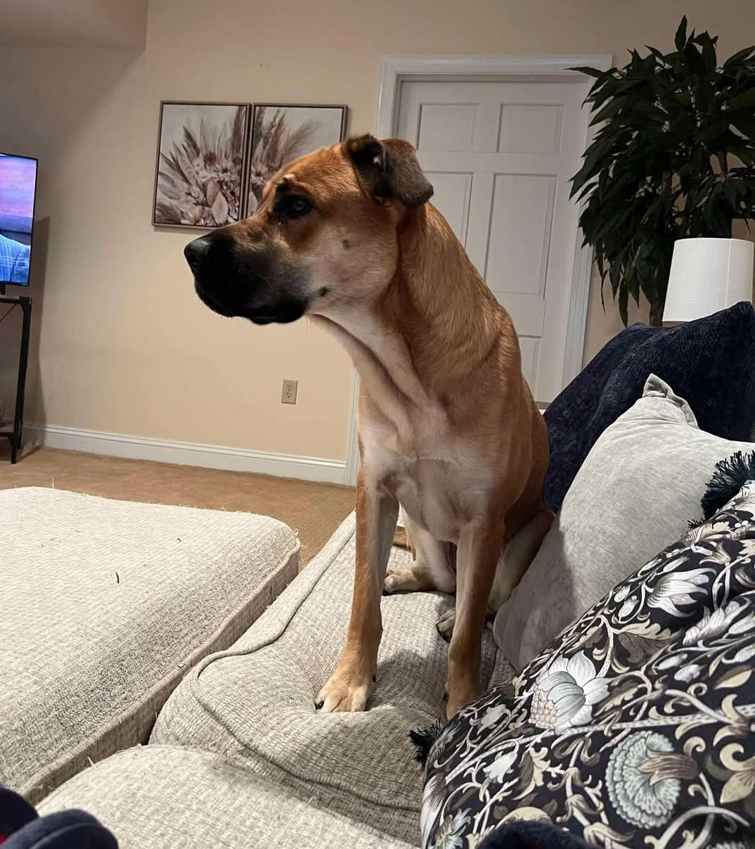 Enlarge Hida, a Adoptable mixed breed in Leesburg, VA image 3/4