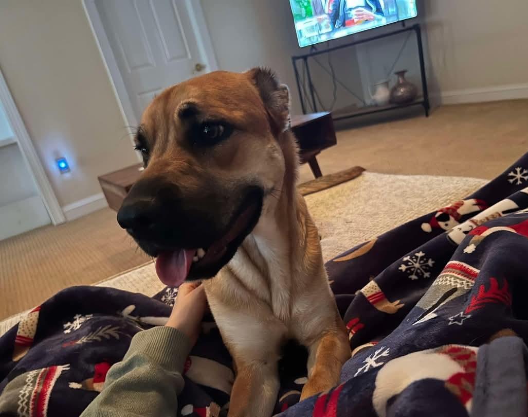 Enlarge Hida, a Adoptable mixed breed in Leesburg, VA image 4/4