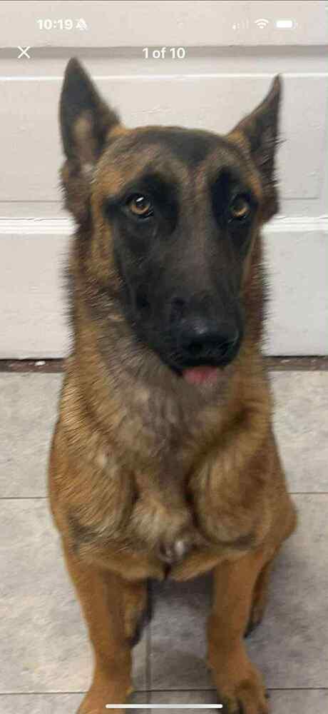 Lily located in Kansas, a Adoptable Belgian Shepherd / Malinois in Manhattan , KS image 1/6