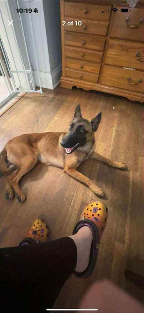 Lily located in Kansas, a Adoptable Belgian Shepherd / Malinois in Manhattan , KS image 2/6