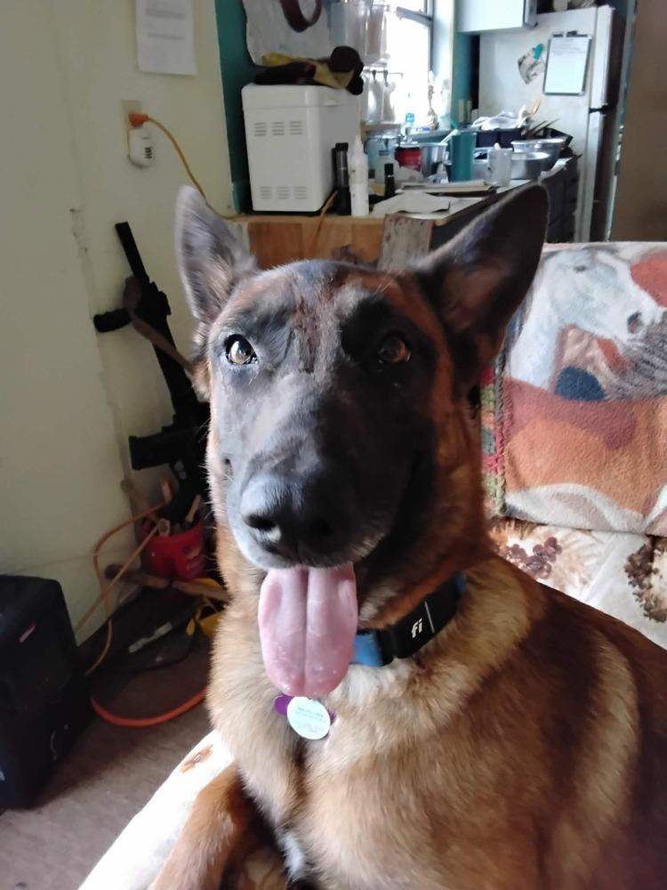Lily located in Kansas, a Adoptable Belgian Shepherd / Malinois in Manhattan , KS image 3/6