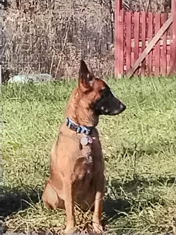 Lily located in Kansas, a Adoptable Belgian Shepherd / Malinois in Manhattan , KS image 4/6
