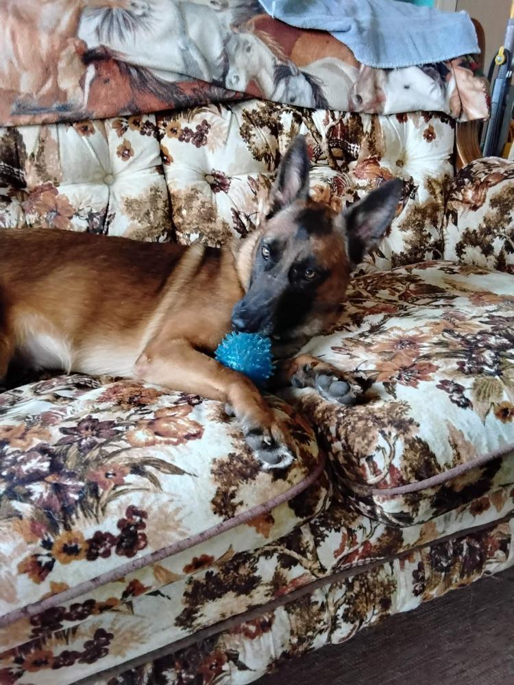 Lily located in Kansas, a Adoptable Belgian Shepherd / Malinois in Manhattan , KS image 5/6