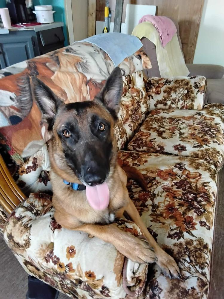 Lily located in Kansas, a Adoptable Belgian Shepherd / Malinois in Manhattan , KS image 6/6