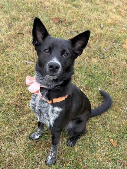 Fireball, a Adoptable Mixed Breed in DeKalb, IL image 1/3