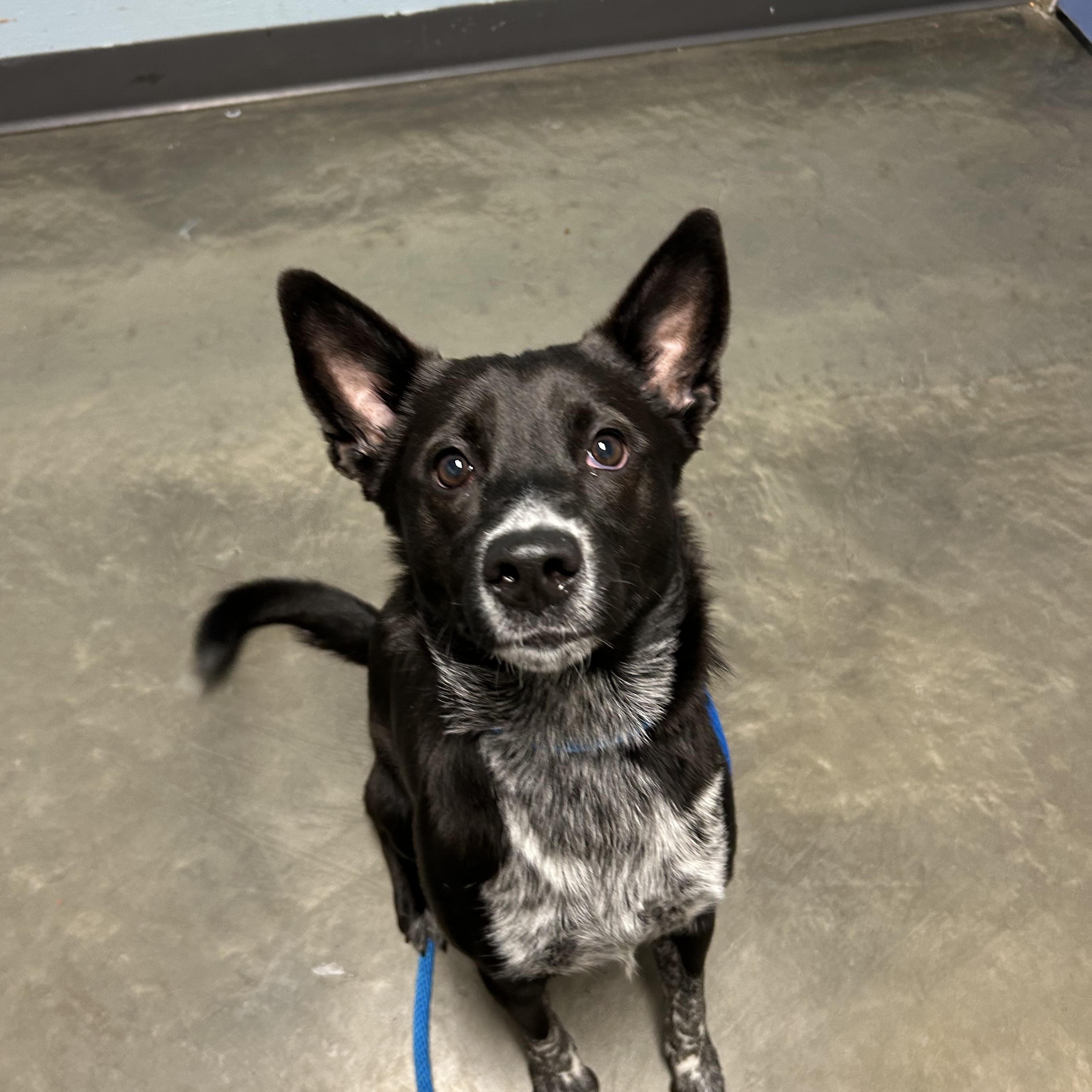 Fireball, a Adoptable Mixed Breed in DeKalb, IL image 3/3