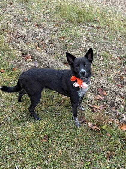 Fireball, a Adoptable Mixed Breed in DeKalb, IL image 2/3