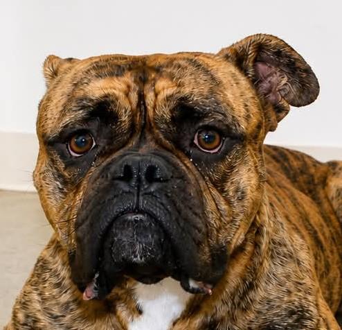 Louiz, adopted, Young Male English Bulldog & Boxer.