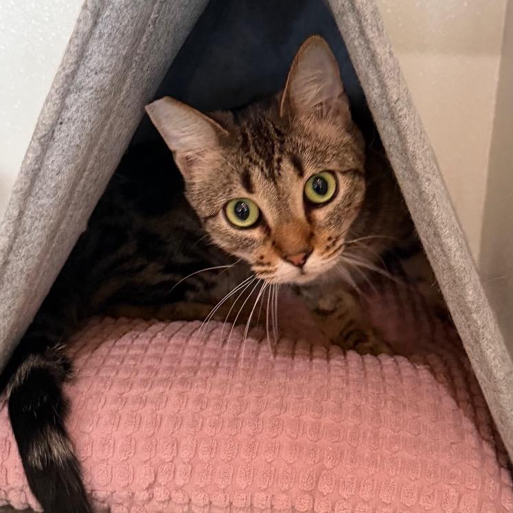 Enlarge Melody (C000-258)- Costa Mesa Location, a Adoptable Domestic Short Hair in Chino Hills, CA image 1/6
