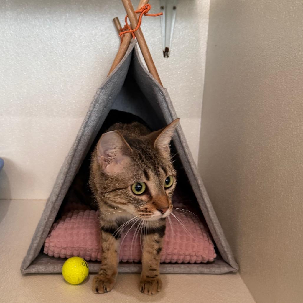 Enlarge Melody (C000-258)- Costa Mesa Location, a Adoptable Domestic Short Hair in Chino Hills, CA image 2/6