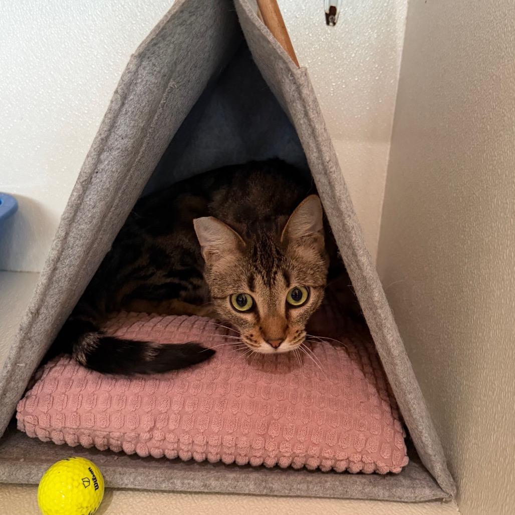 Enlarge Melody (C000-258)- Costa Mesa Location, a Adoptable Domestic Short Hair in Chino Hills, CA image 3/6