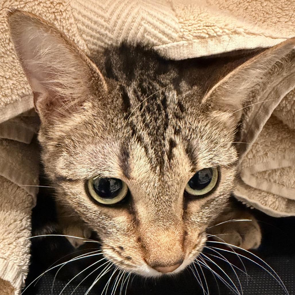 Enlarge Melody (C000-258)- Costa Mesa Location, a Adoptable Domestic Short Hair in Chino Hills, CA image 4/6