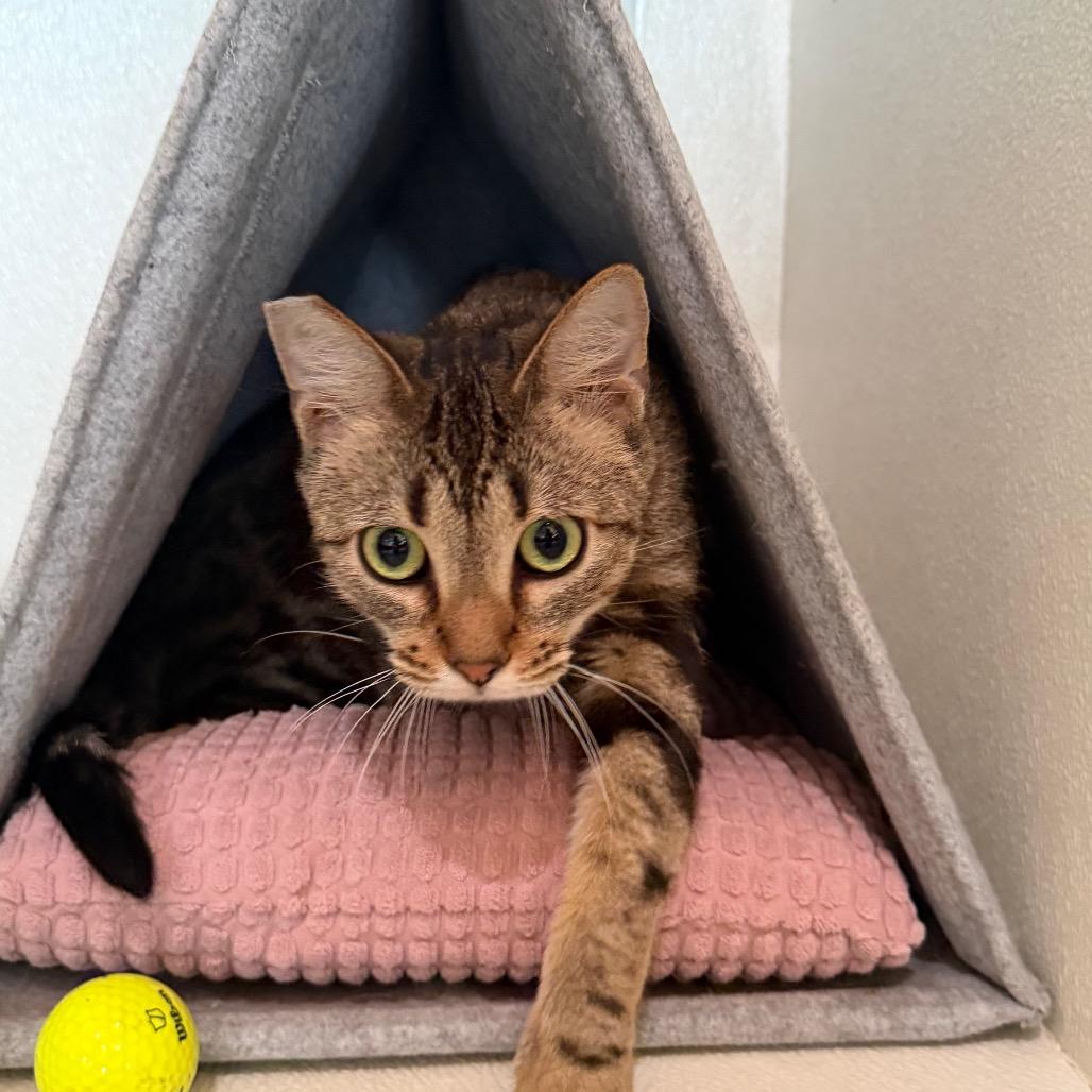 Enlarge Melody (C000-258)- Costa Mesa Location, a Adoptable Domestic Short Hair in Chino Hills, CA image 5/6