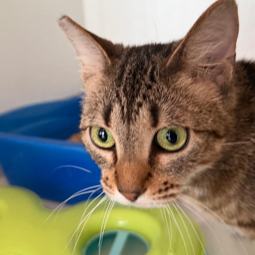 Enlarge Melody (C000-258)- Costa Mesa Location, a Adoptable Domestic Short Hair in Chino Hills, CA image 6/6