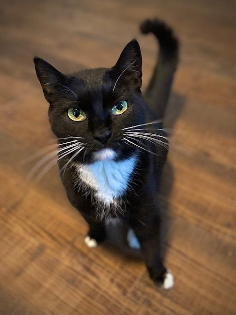 Paulette, Adoptable, Adult Female Domestic Short Hair.