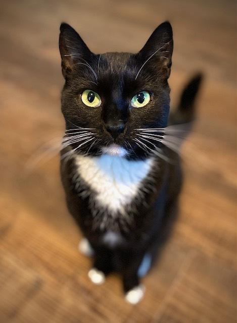 Enlarge Paulette, a Adoptable Domestic Short Hair in Duxbury, MA image 2/3