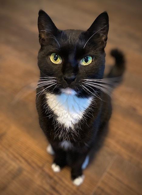 Enlarge Paulette, a Adoptable Domestic Short Hair in Duxbury, MA image 3/3