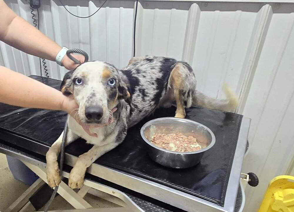Gamma, Adoptable, Young Male Australian Shepherd.