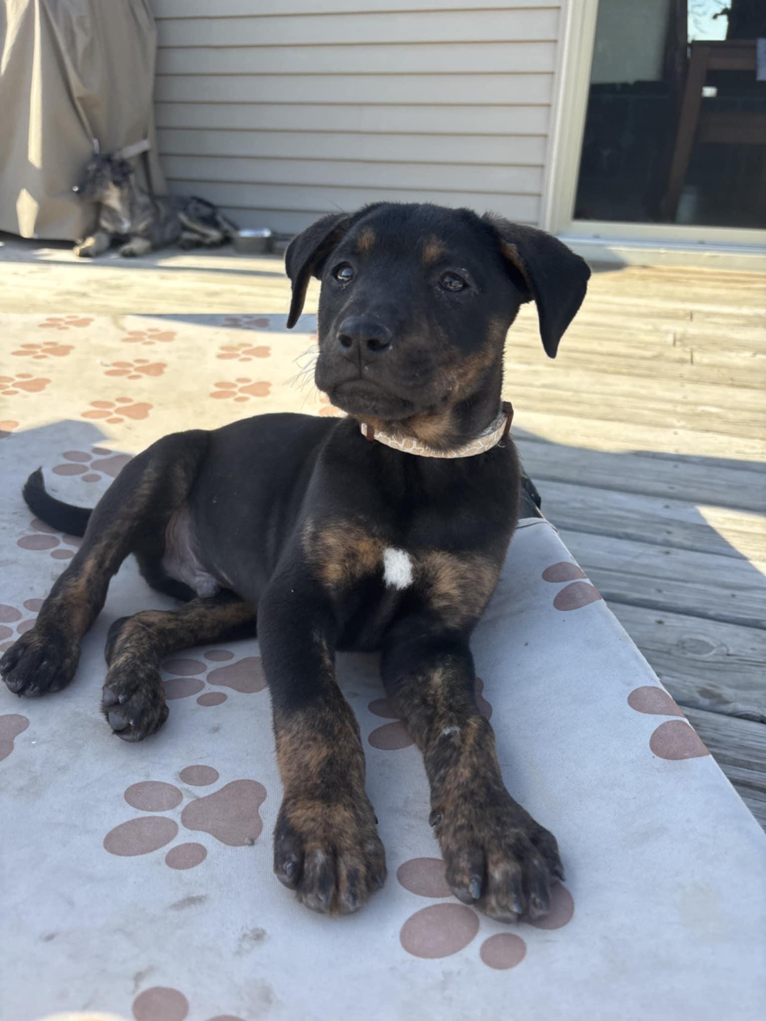 Enlarge Todd the Catahoula puppy, an adopted Catahoula Leopard Dog in Muskego, WI image 4/4