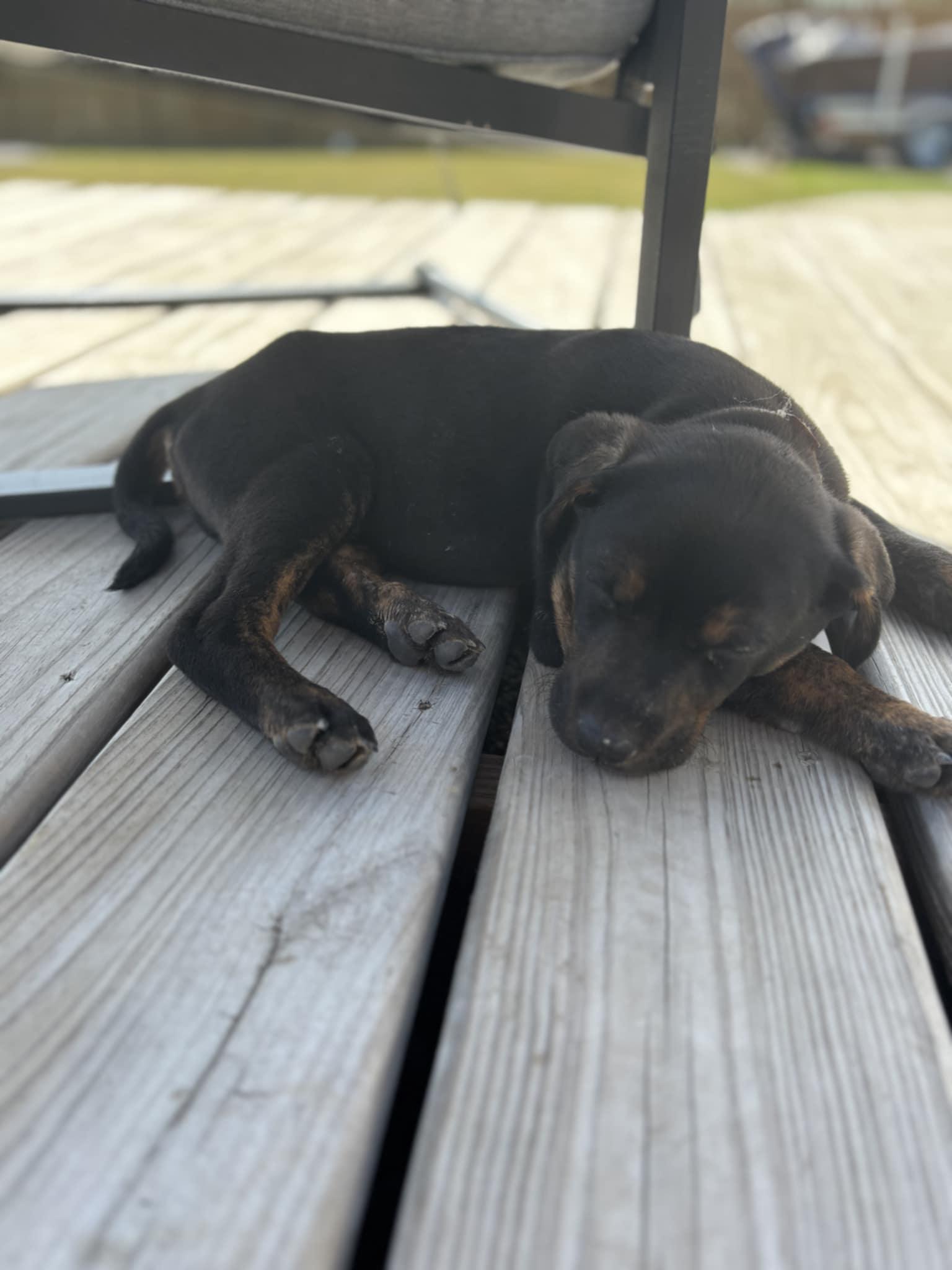 Enlarge Todd the Catahoula puppy, an adopted Catahoula Leopard Dog in Muskego, WI image 3/4