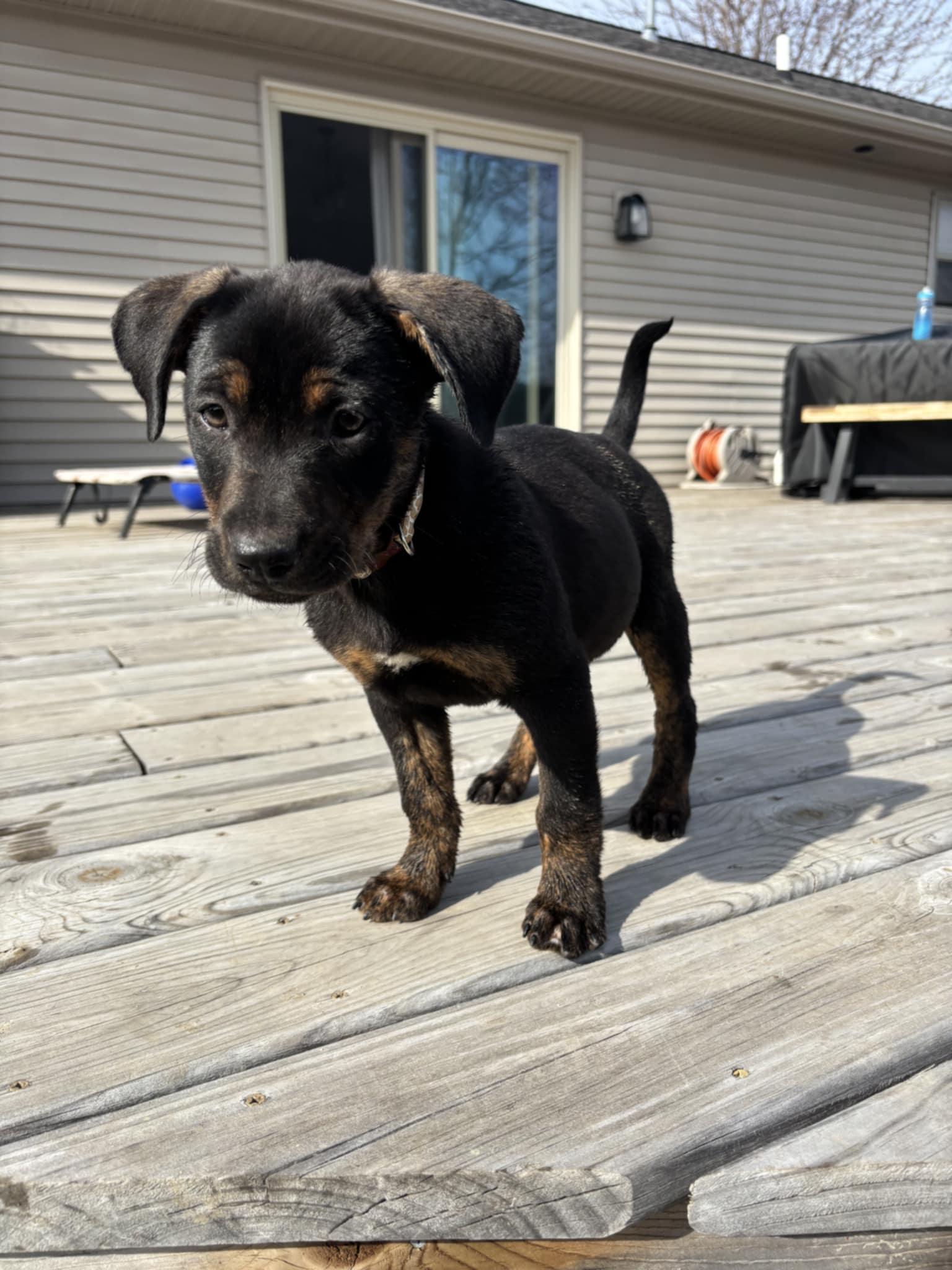 Enlarge Todd the Catahoula puppy, an adopted Catahoula Leopard Dog in Muskego, WI image 2/4